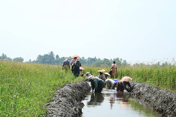 How Sustainable Irrigation Practices Enhance Crop Yields and Conserve Water