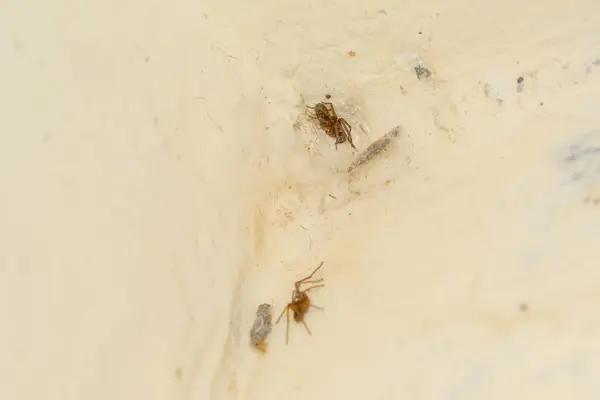 The Pros and Cons of Different Termite Control Approaches in Sydney